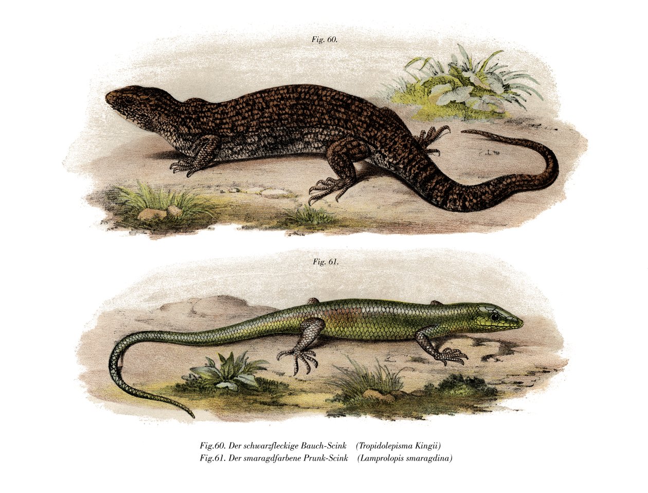 Tree Skink (farge litho) av German School
