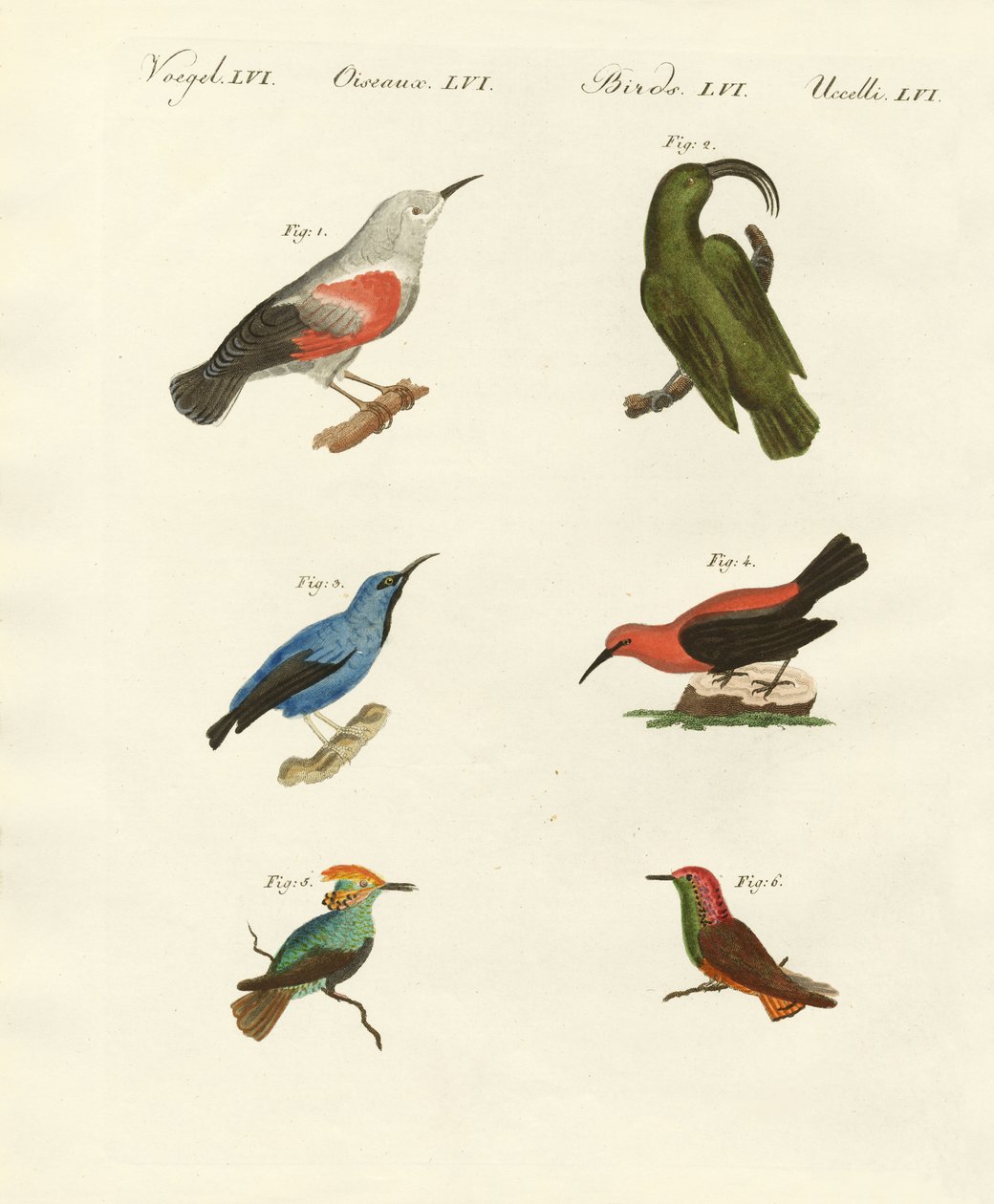Treecreepers og kolibrier av German School
