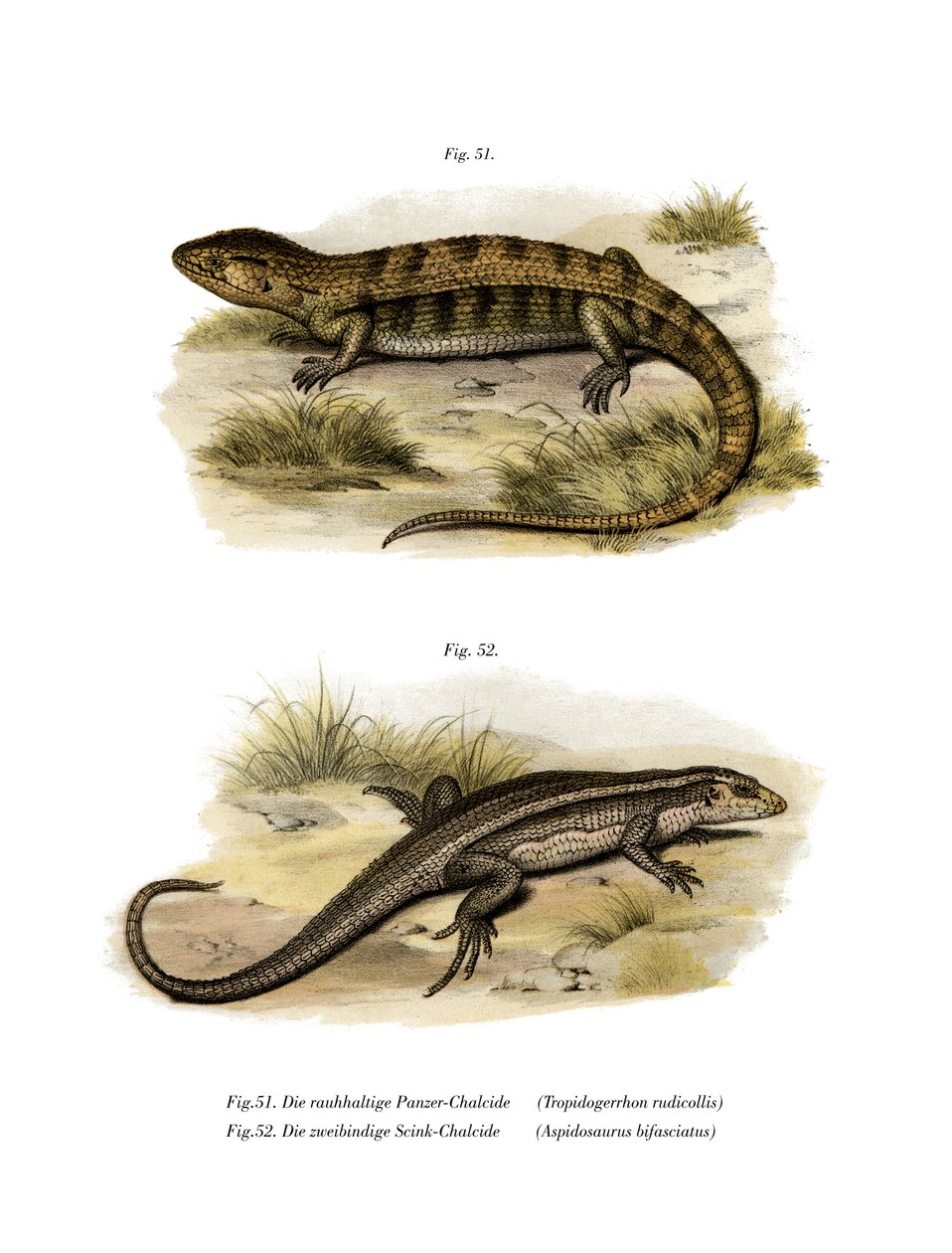 Tropidogerrhon rudicollis (farge litho) av German School