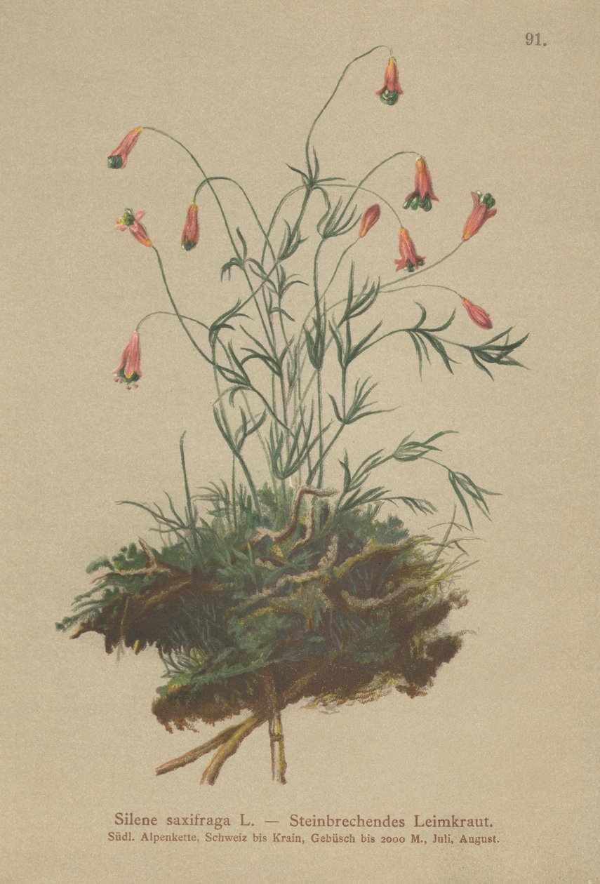 Tufted Catchfly (Silene saxifraga) av German School
