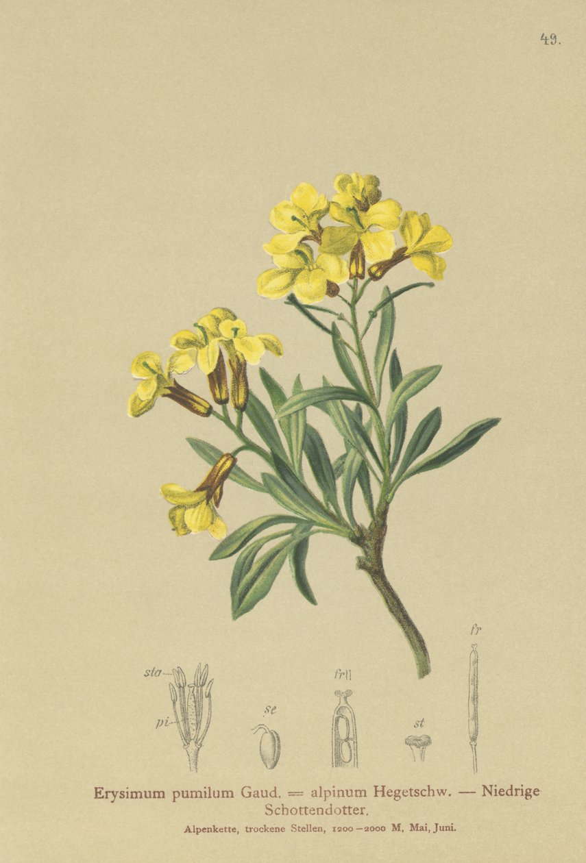 Tuftet veggblomst (Erysimum pumilum, Erysimum alpinum) av German School
