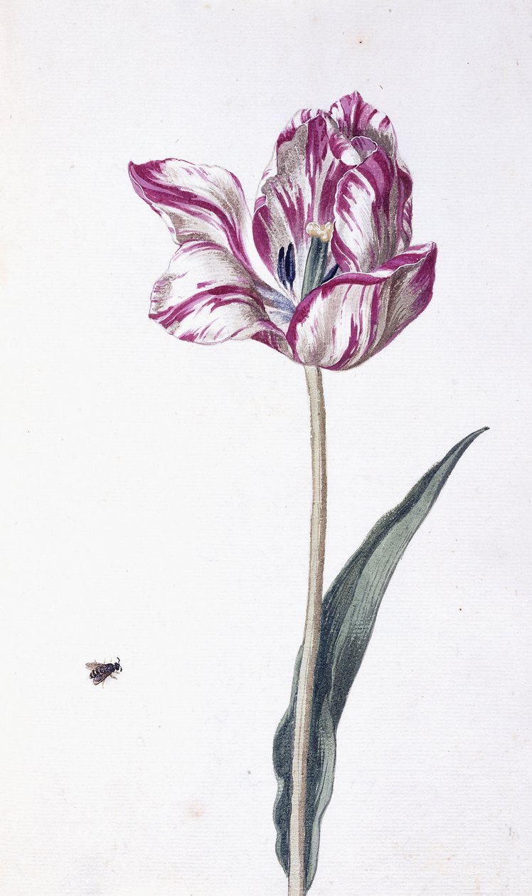 Tulipan og bie, 1700-tallet av German School