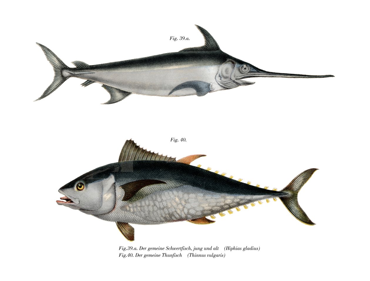Tunfisk (farge litho) av German School