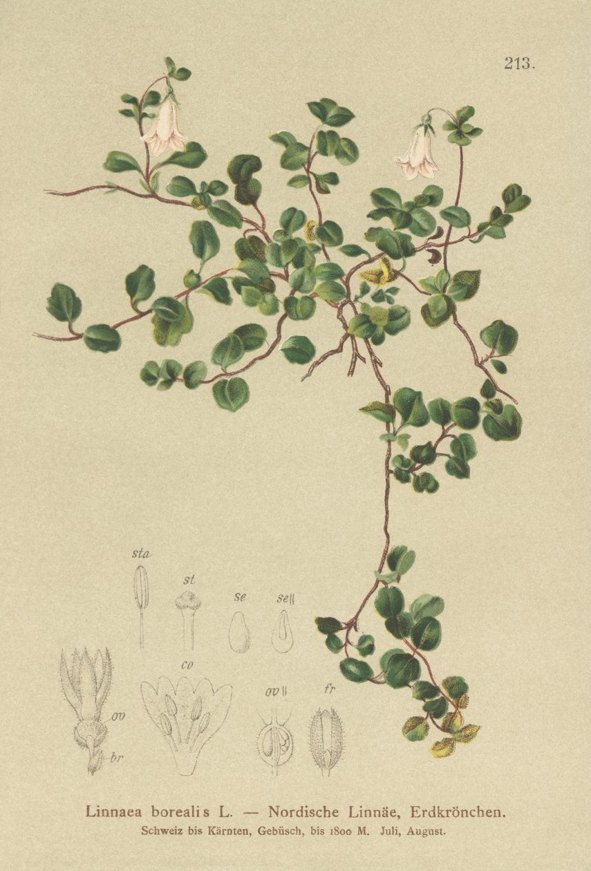 Tvillingblomst (Linnaea borealis) av German School