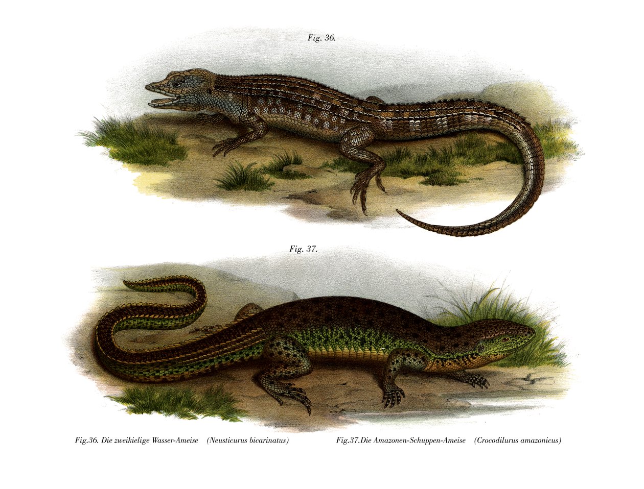Tosidig Neusticurus (farge litho) av German School
