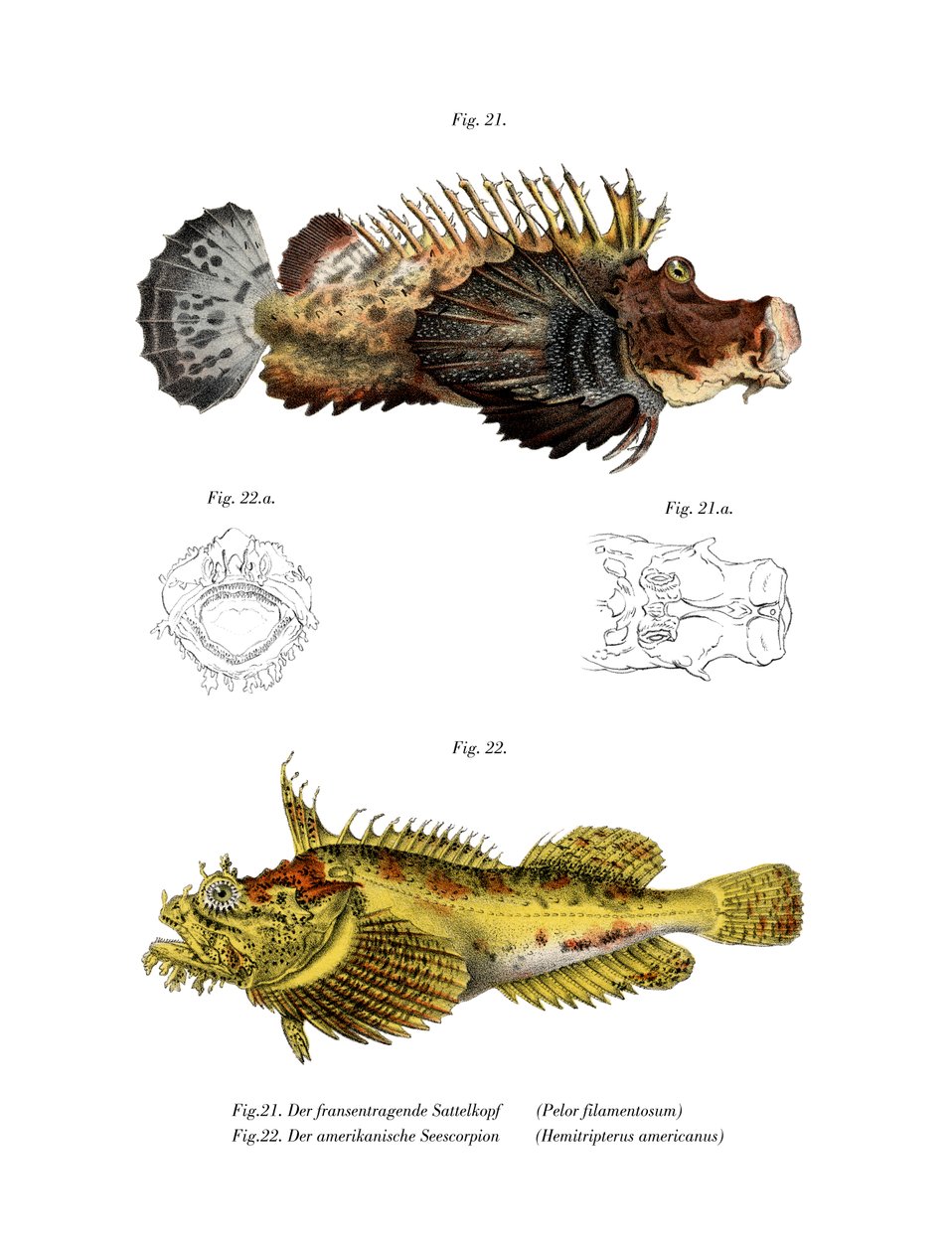 To-stavs Stingfish (farget litho) av German School