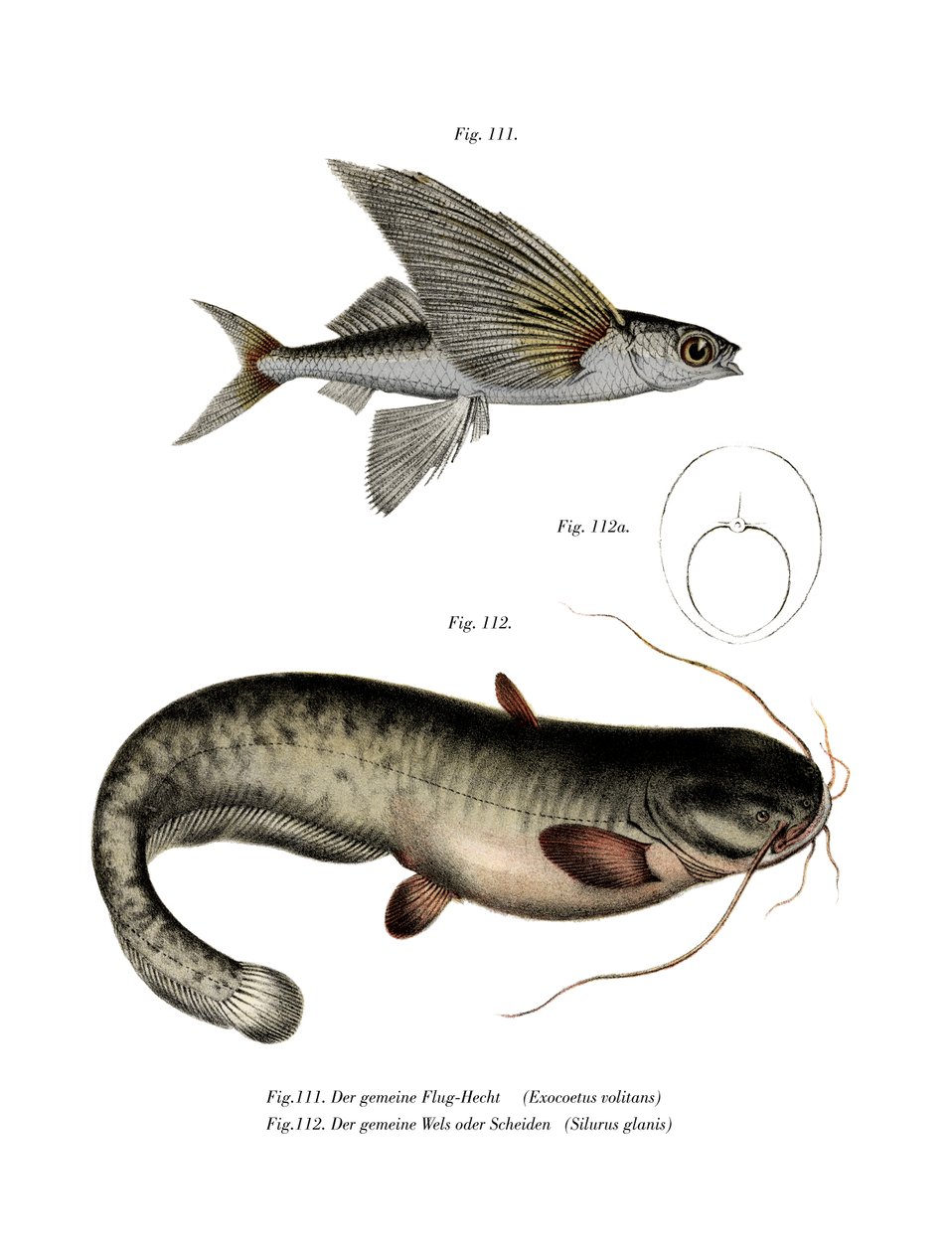 To-vinget Flyingfish (farge litho) av German School