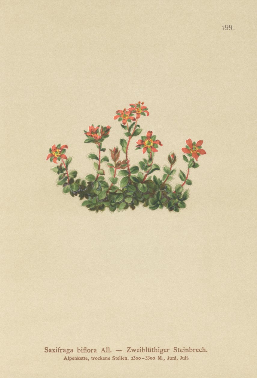 Toblomstret saxifrage (Saxifraga biflora) av German School