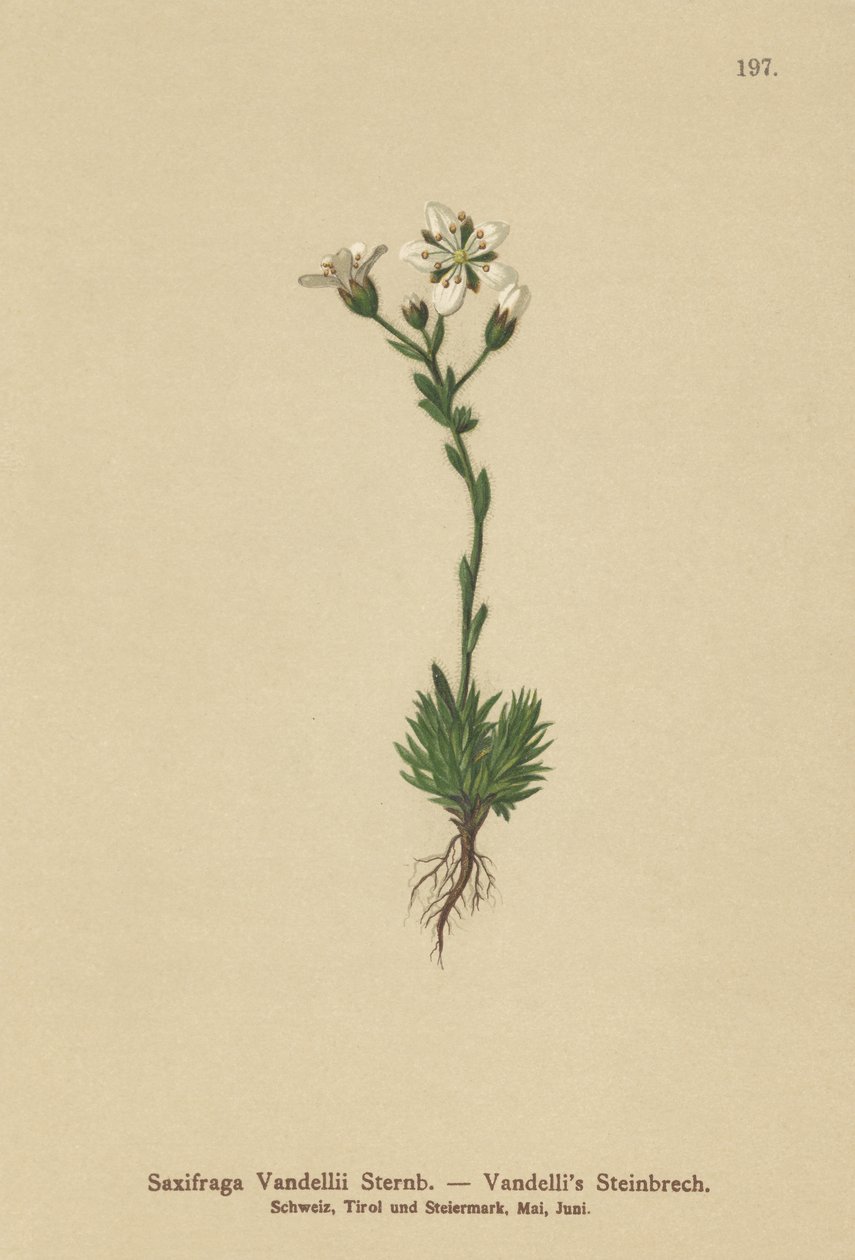 Vandellis Saxifrage (Saxifraga Vandellii) av German School