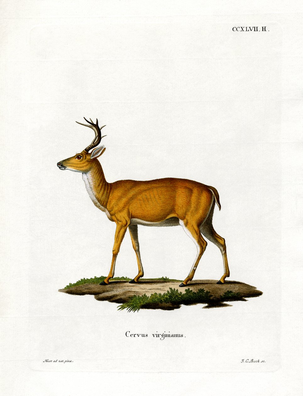 Virginian Deer (farget gravering) av German School
