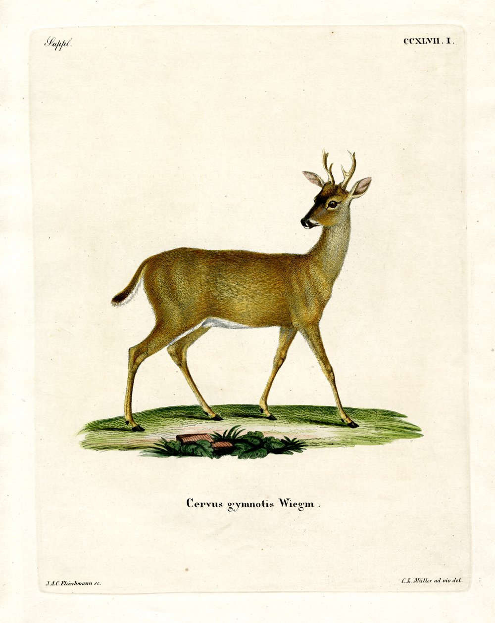 Virginian Deer (farget gravering) av German School