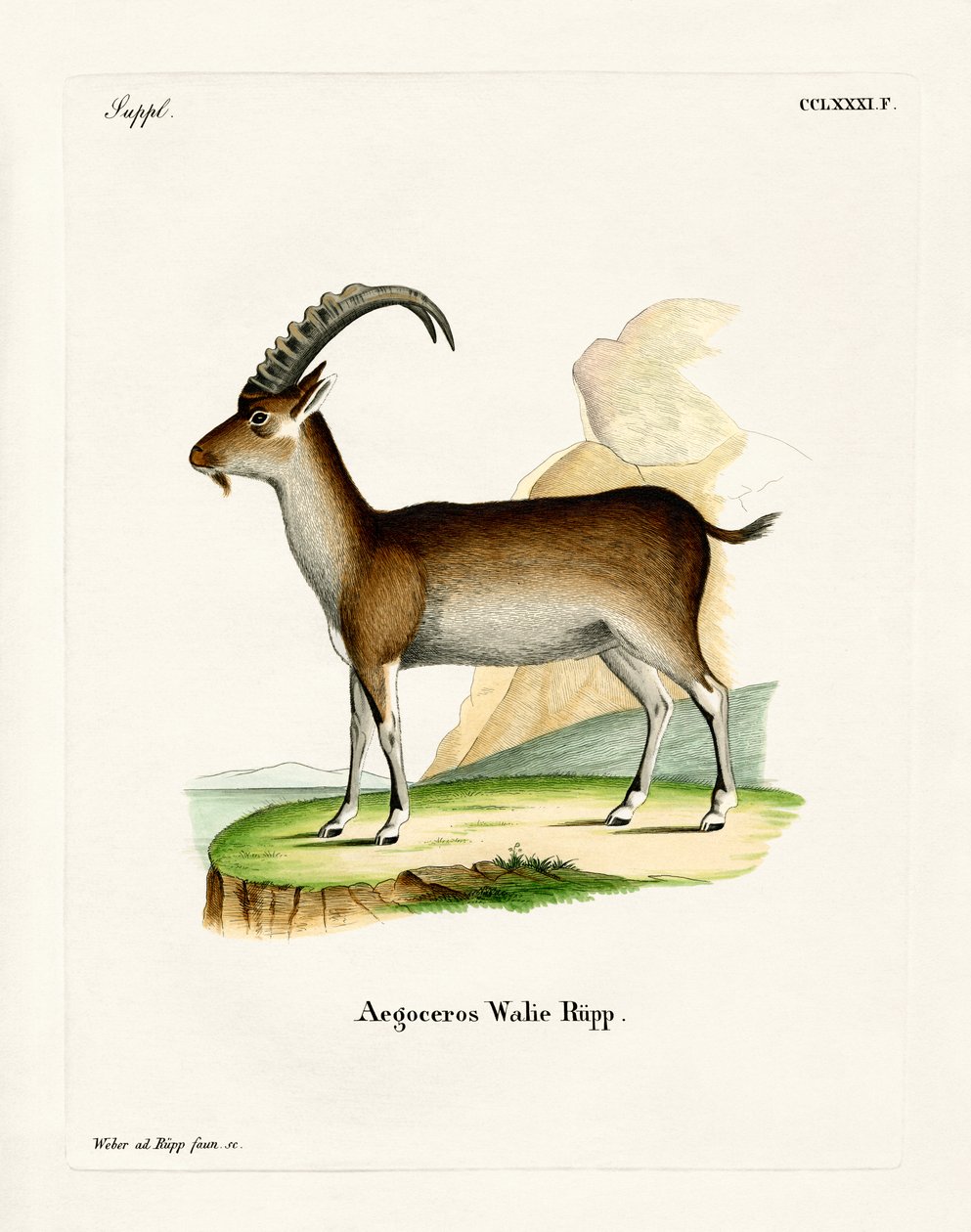 Walia Ibex (farget gravering) av German School