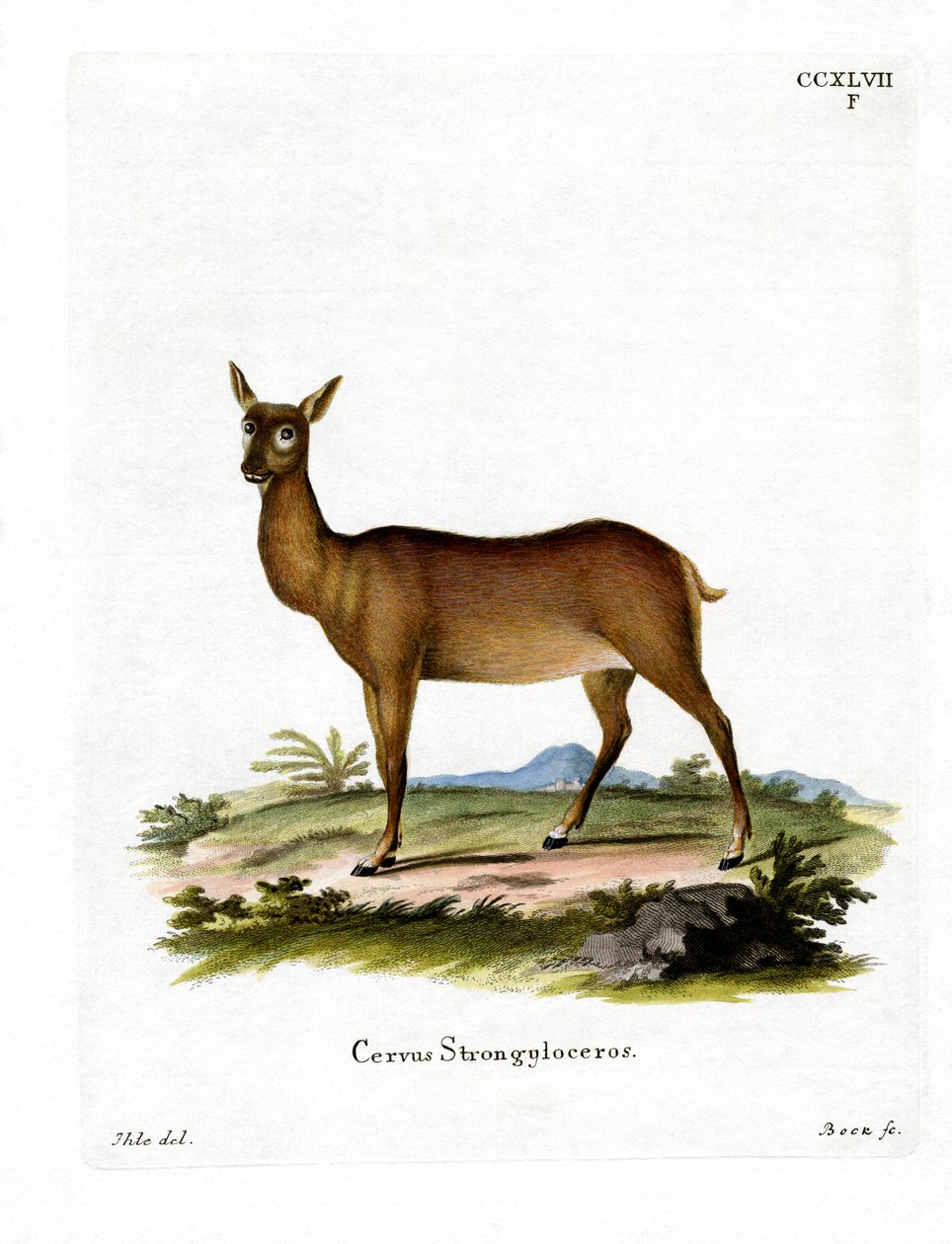 Wapiti (farget gravering) av German School