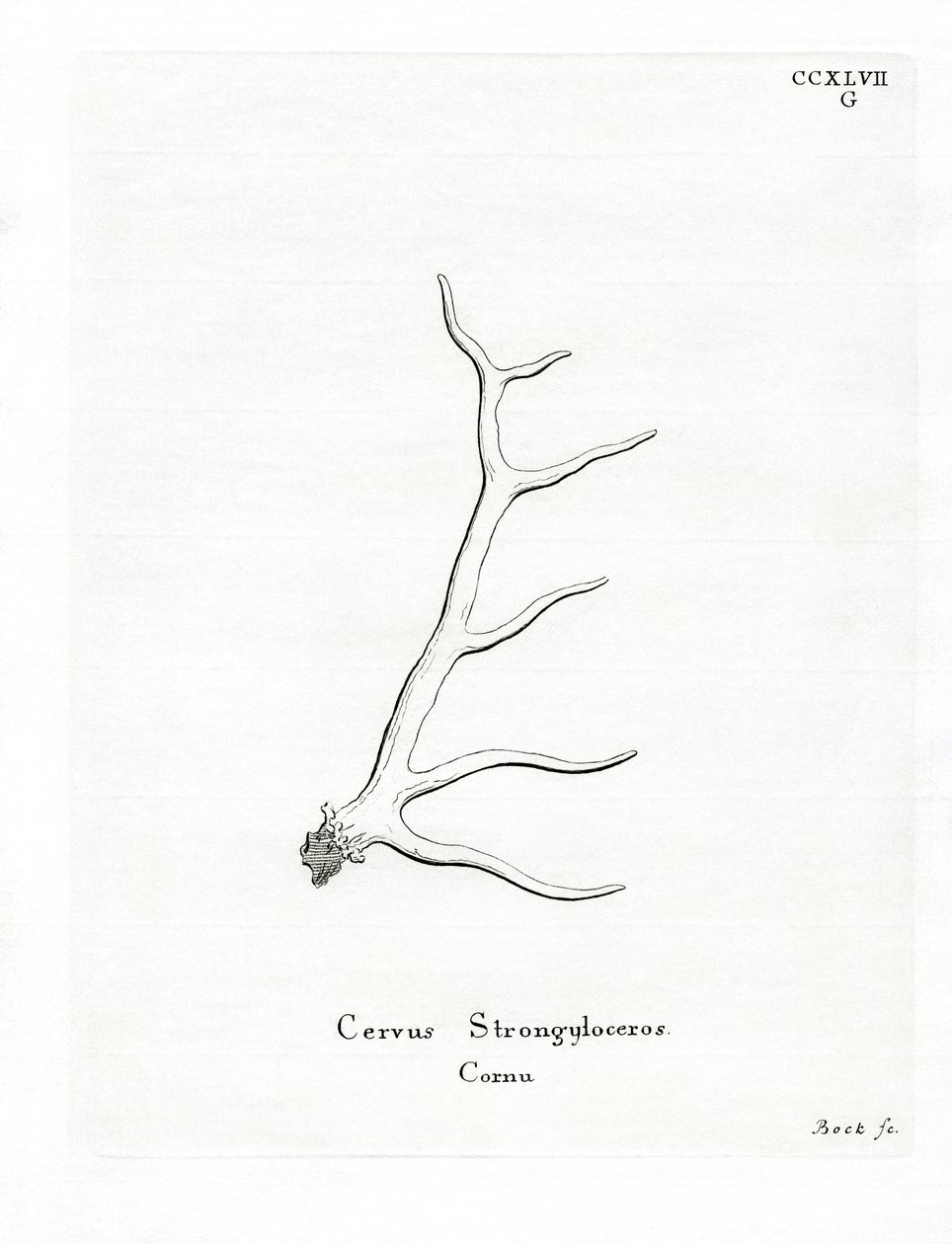 Wapiti Antlers (farget gravering) av German School