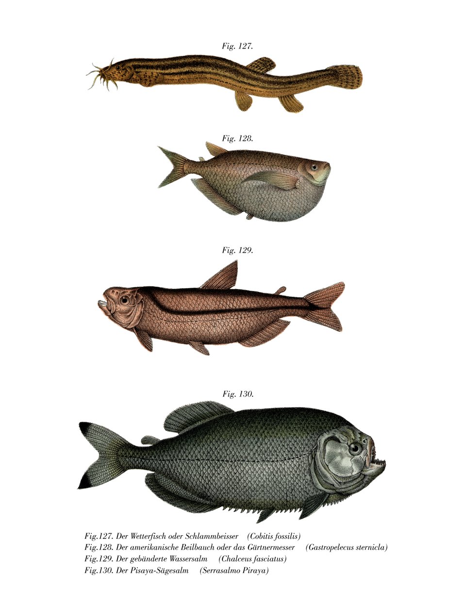 Weather Loach (farge litho) av German School