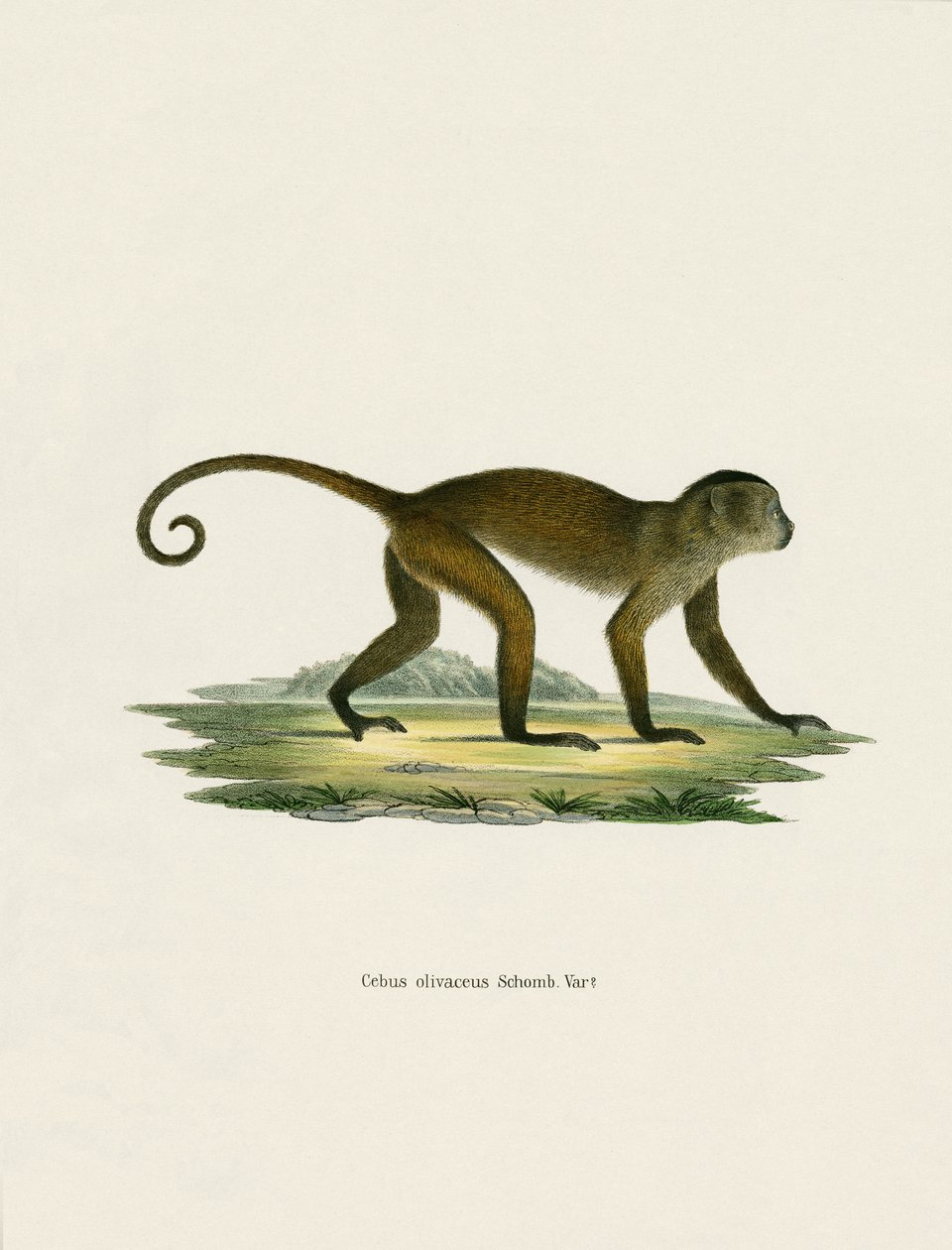 Weeper Capuchin (farget gravering) av German School