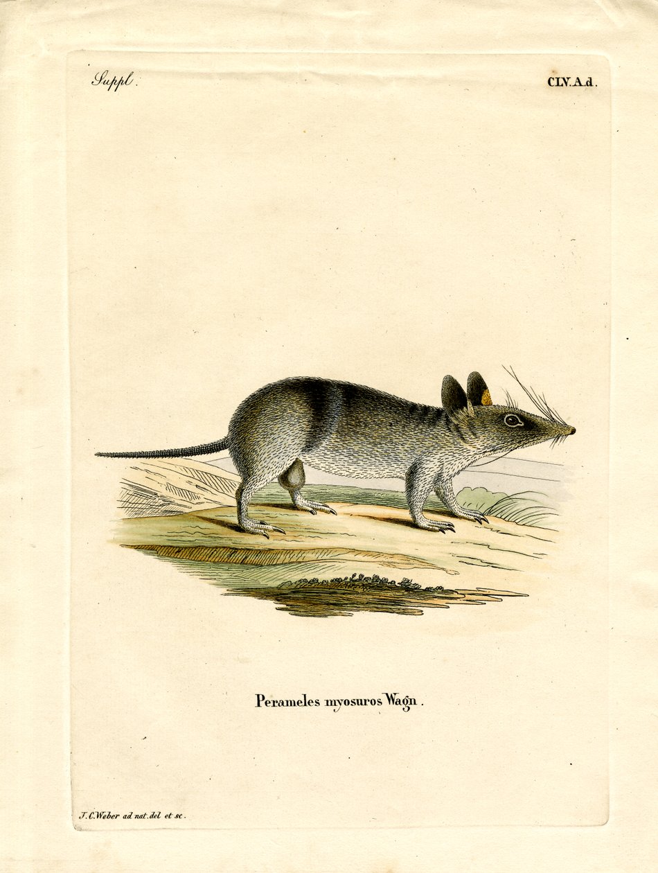 Western Barred Bandicoot (farget gravering) av German School