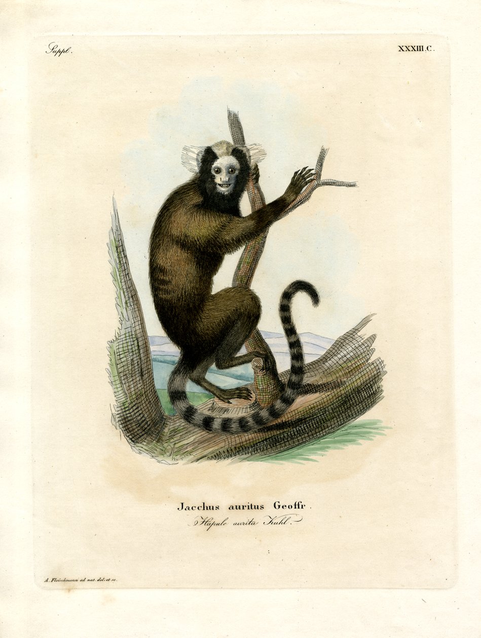 Hvitøret marmoset (farget gravering) av German School