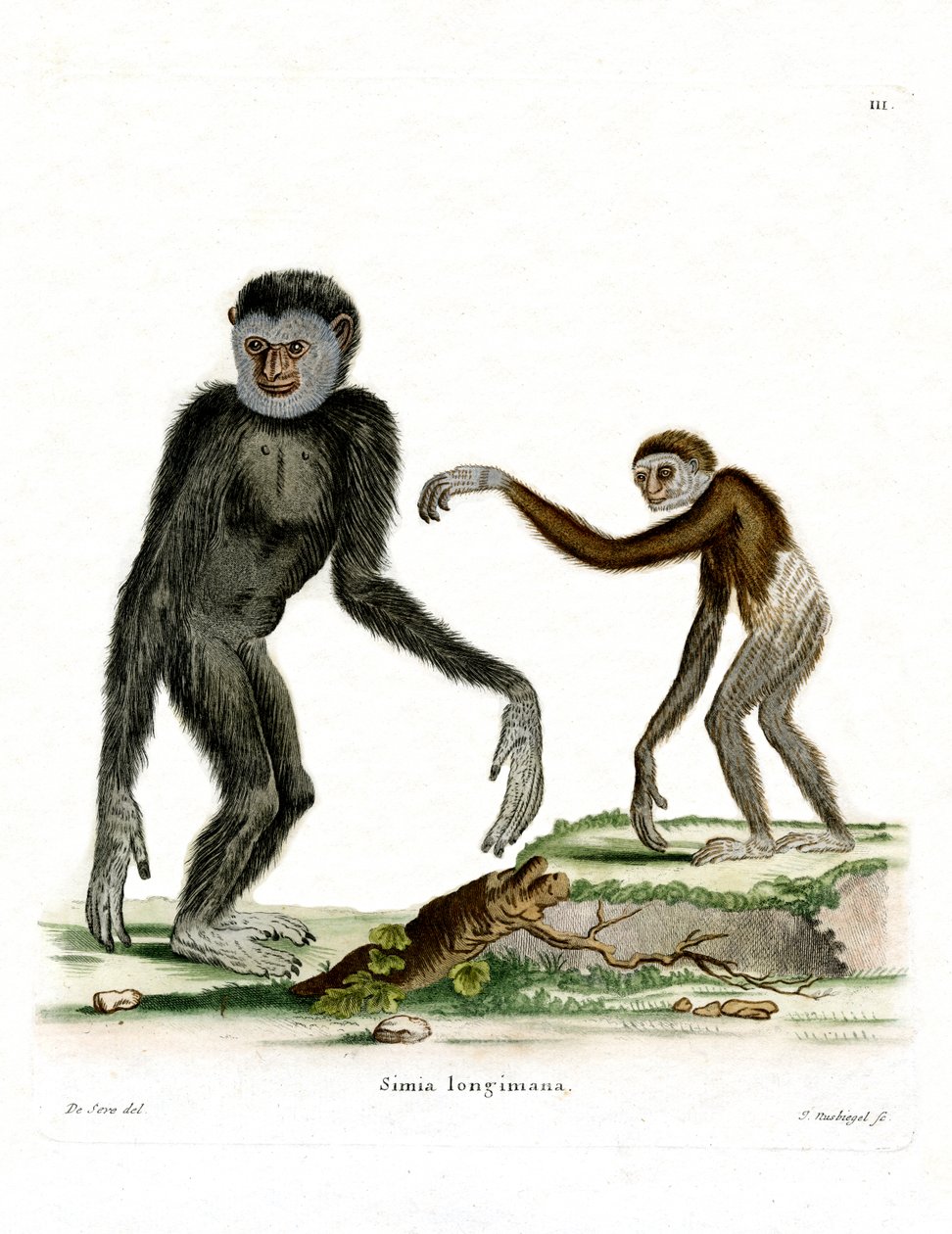 White-handed Gibbon (farget gravering) av German School