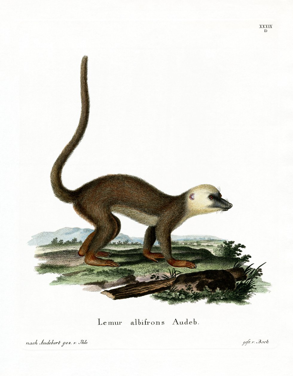 Hvithodet Lemur (farget gravering) av German School