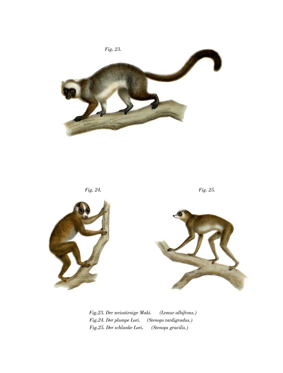 Hvithodet Lemur, 1860 av German School