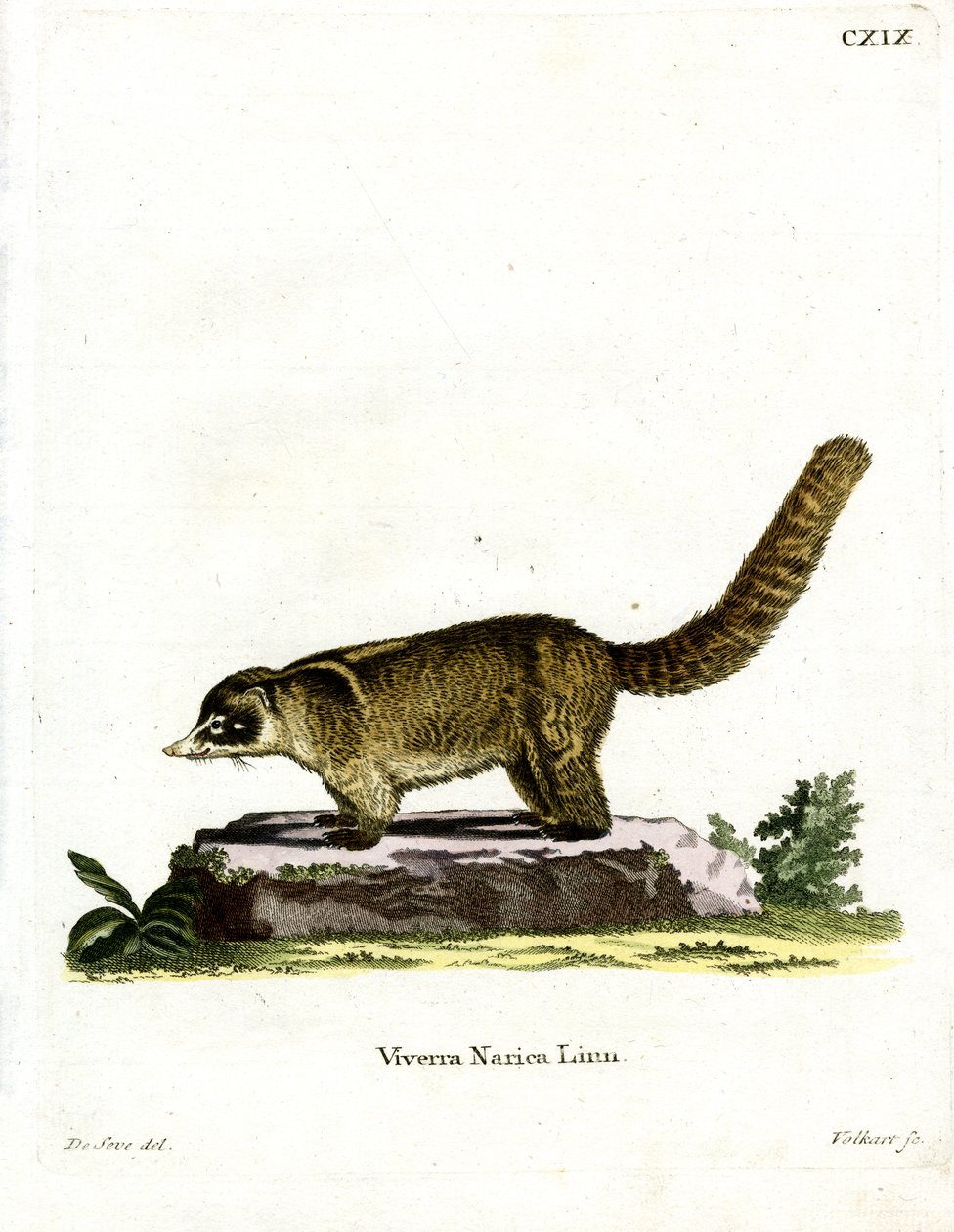 White-nosed Coati (farget gravering) av German School
