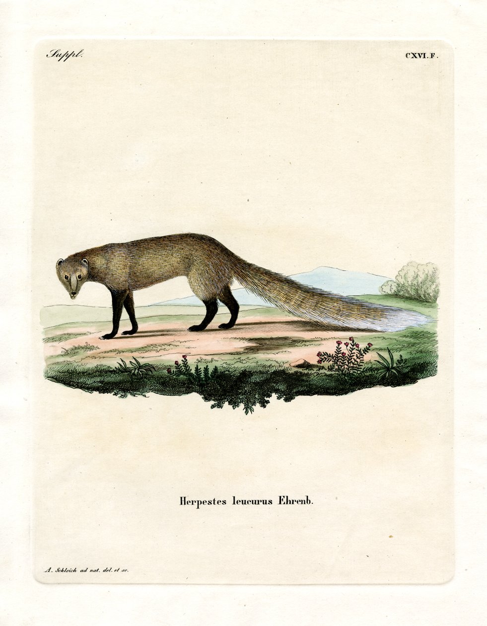 White-tailed Mongoose (farget gravering) av German School