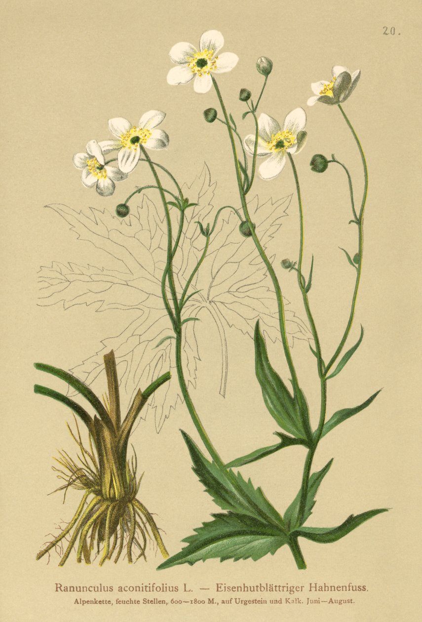 Hvite ungkarsknapper (Ranunculus aconitifolius) av German School