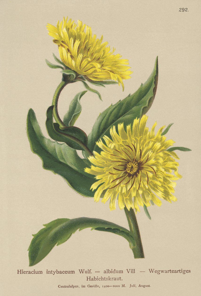 Hvit haukrev (Hieracium intybaceum) av German School
