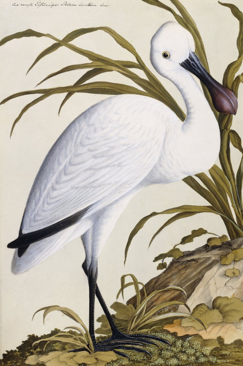 White Spoon Bill, 1750-1800 av German School