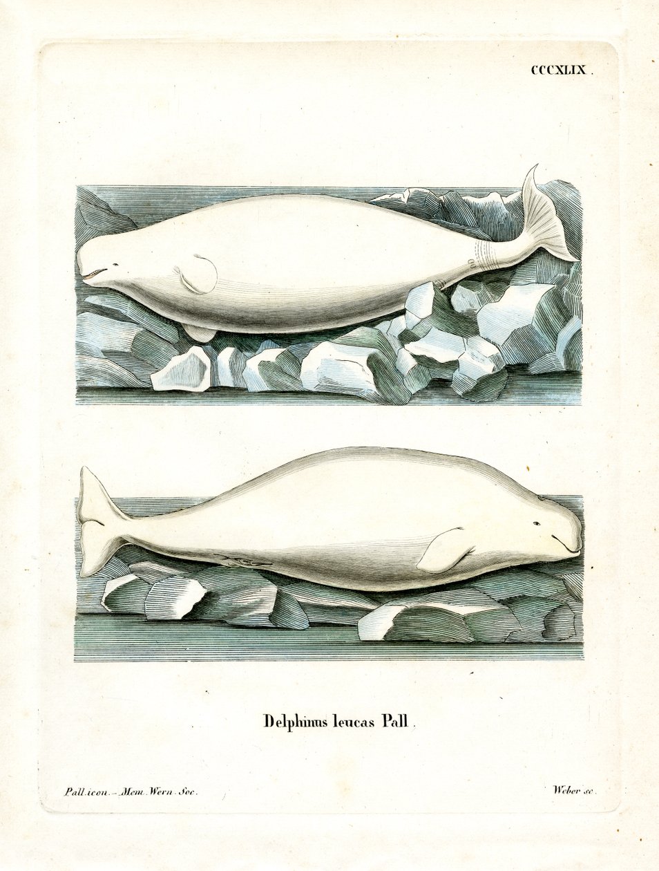 White Whale (farget gravering) av German School
