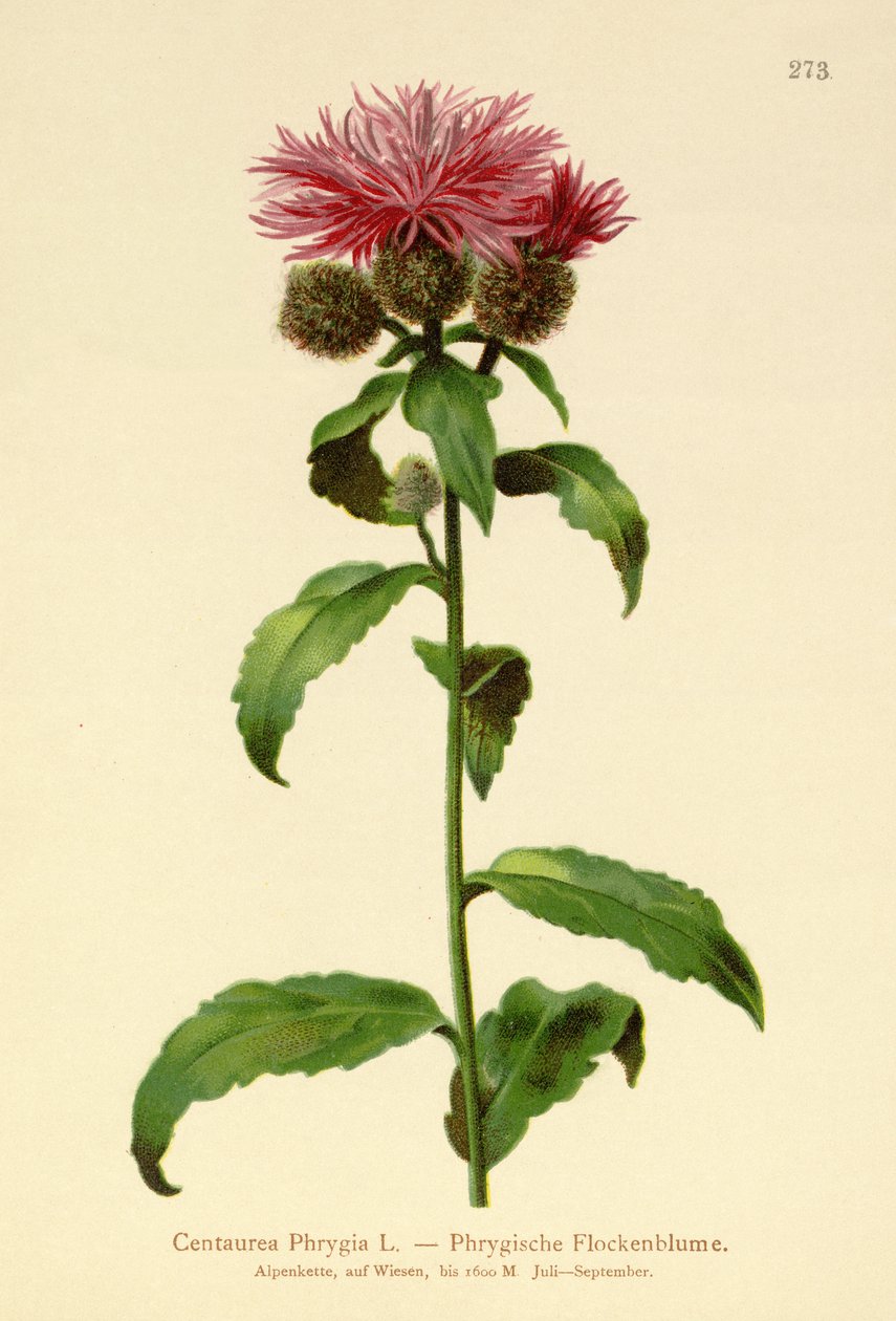 Parykk Knapweed (Centaurea Phrygia) av German School