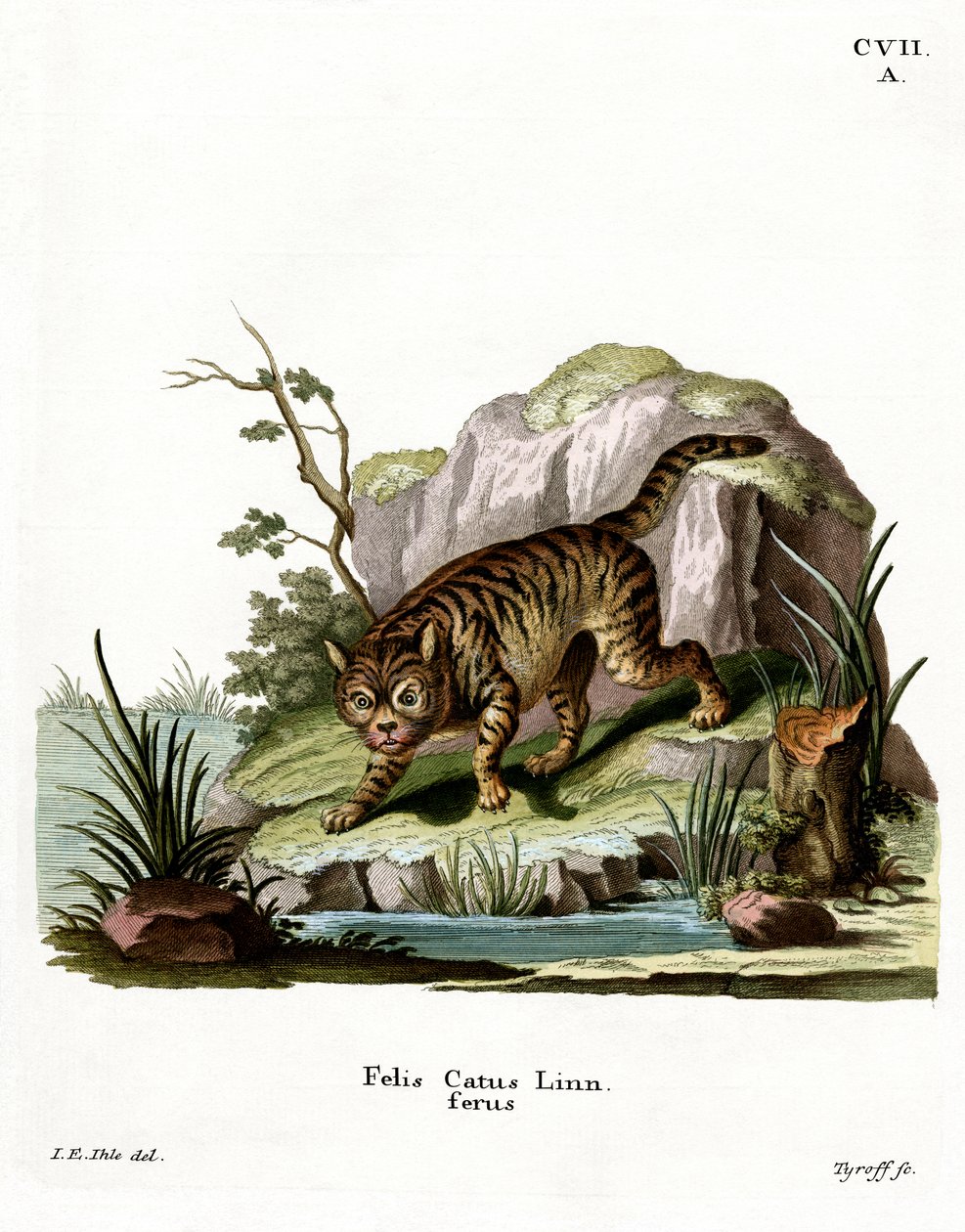 Wildcat (farget gravering) av German School