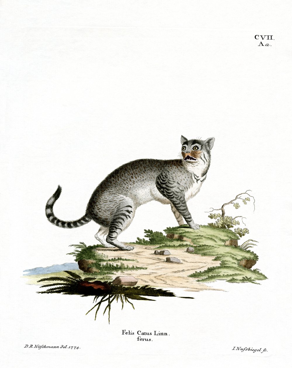 Wildcat (farget gravering) av German School