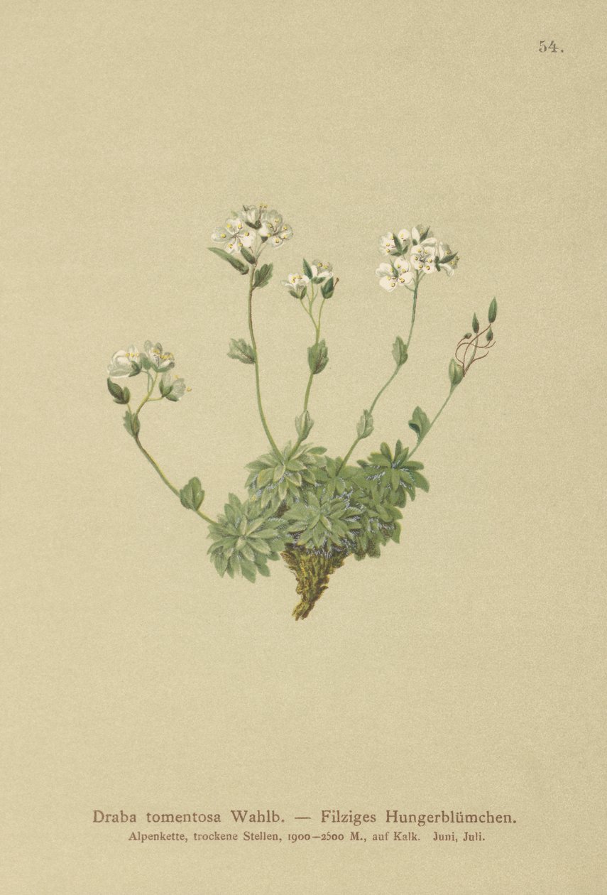 Wolley Whitlow-gress (Draba tomentosa) av German School