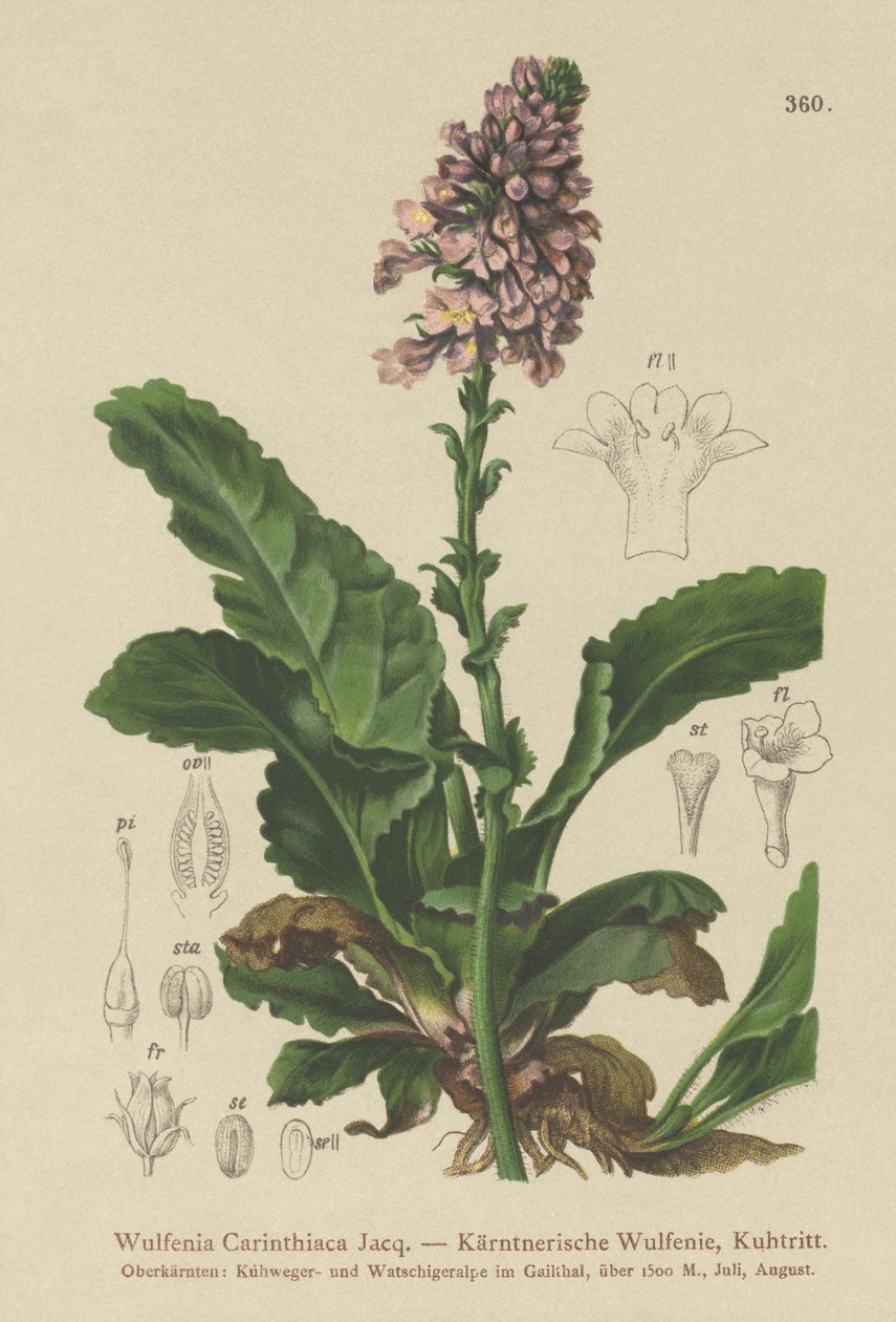 Wulfenia (Wulfenia Carinthiaca) av German School