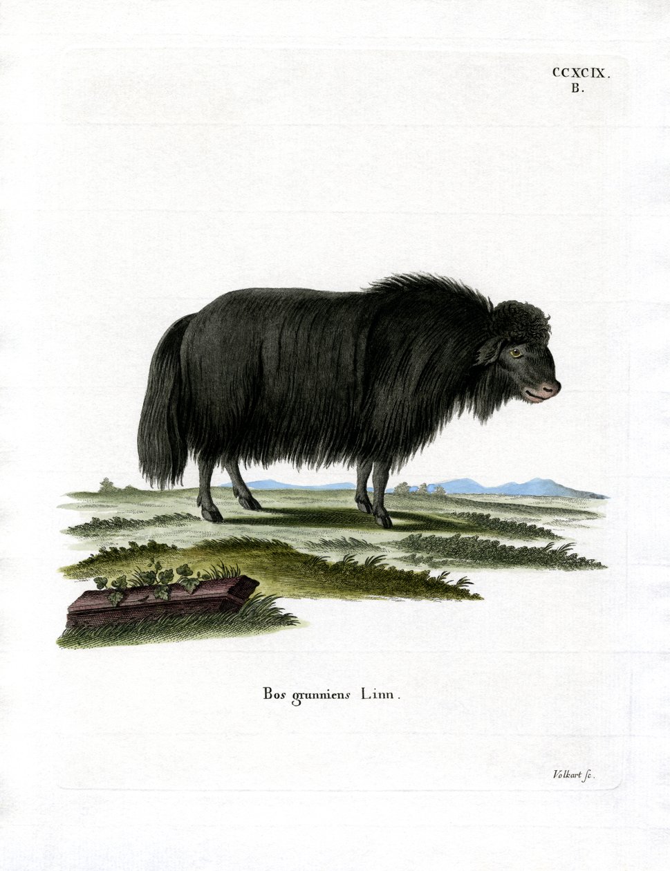 Yak (farget gravering) av German School