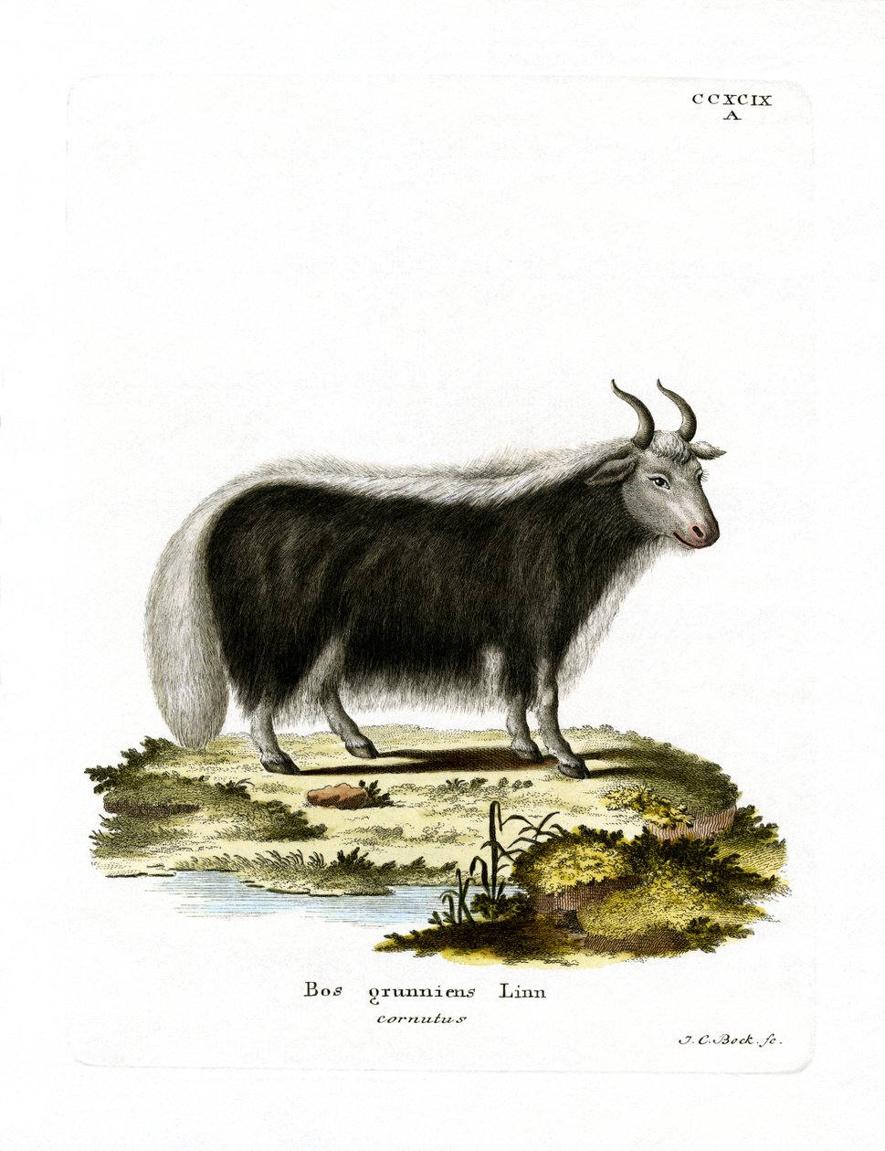Yak (farget gravering) av German School