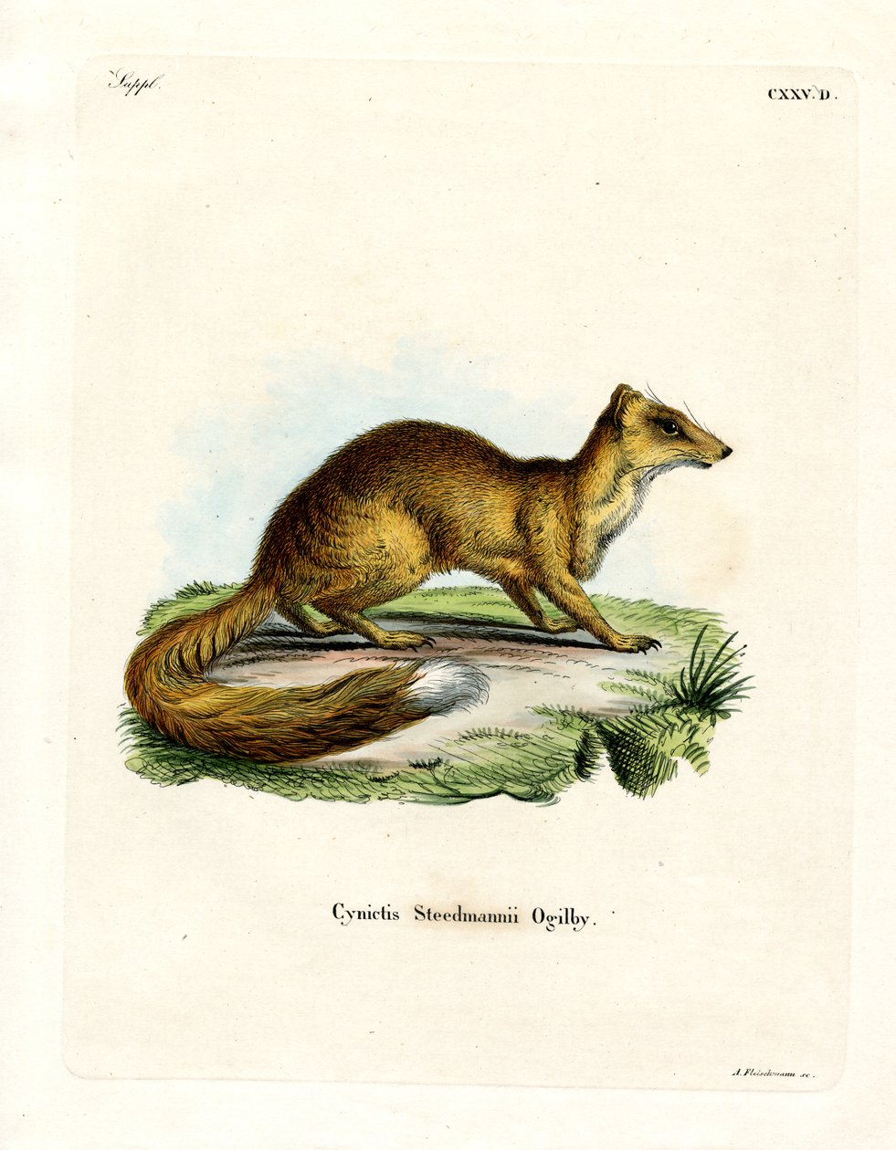 Yellow Mongoose (farget gravering) av German School