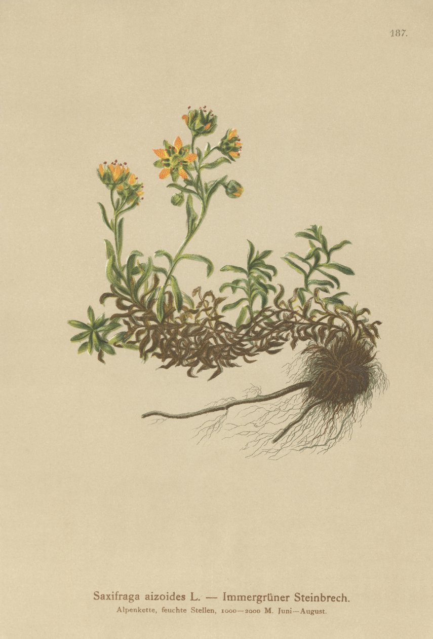 Yellow Mountain Saxifrage (Saxifraga aizoides) av German School