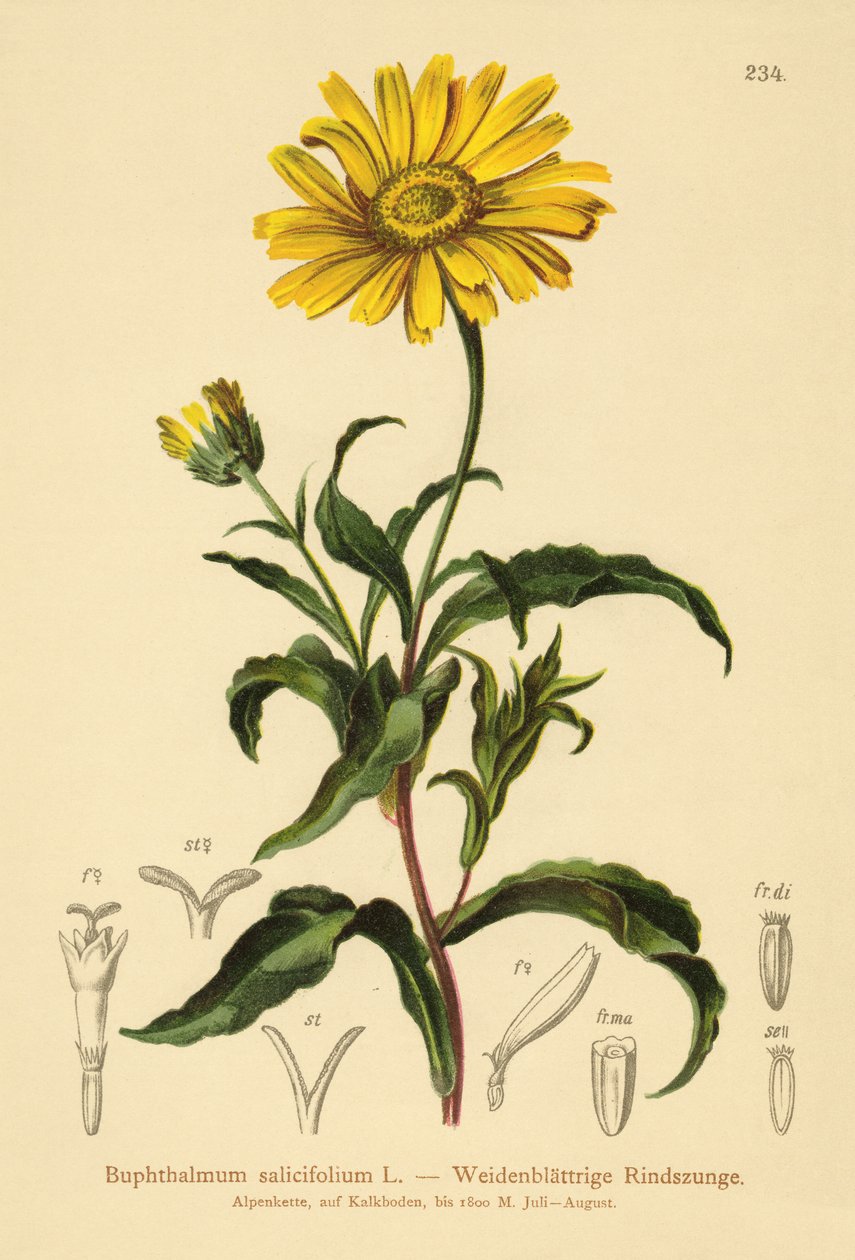 Gult okseøye (Buphthalmum salicifolium) av German School