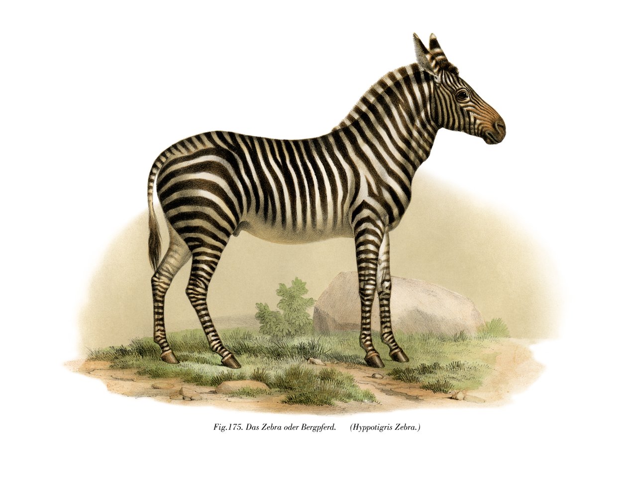 Zebra, 1860 av German School