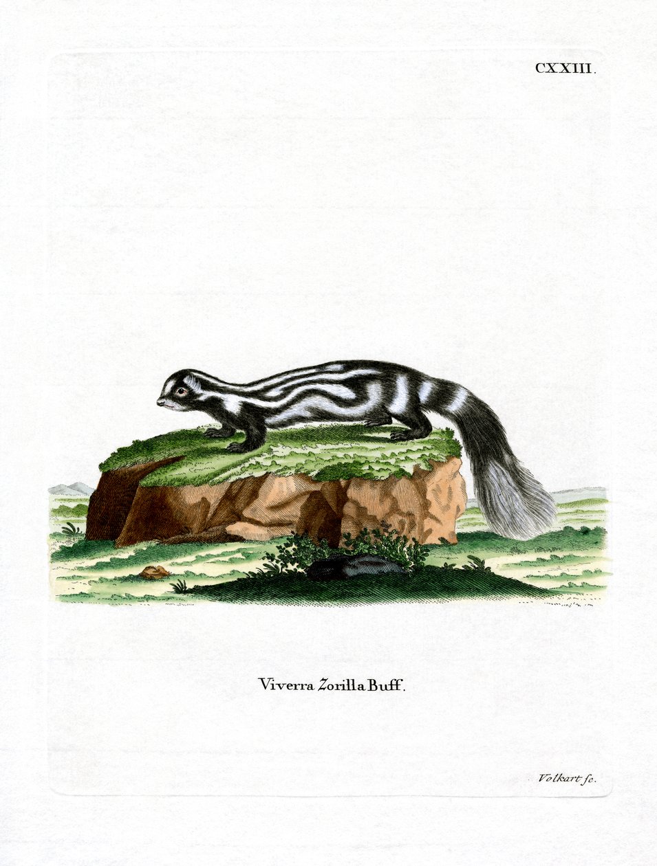 Zorilla (farget gravering) av German School