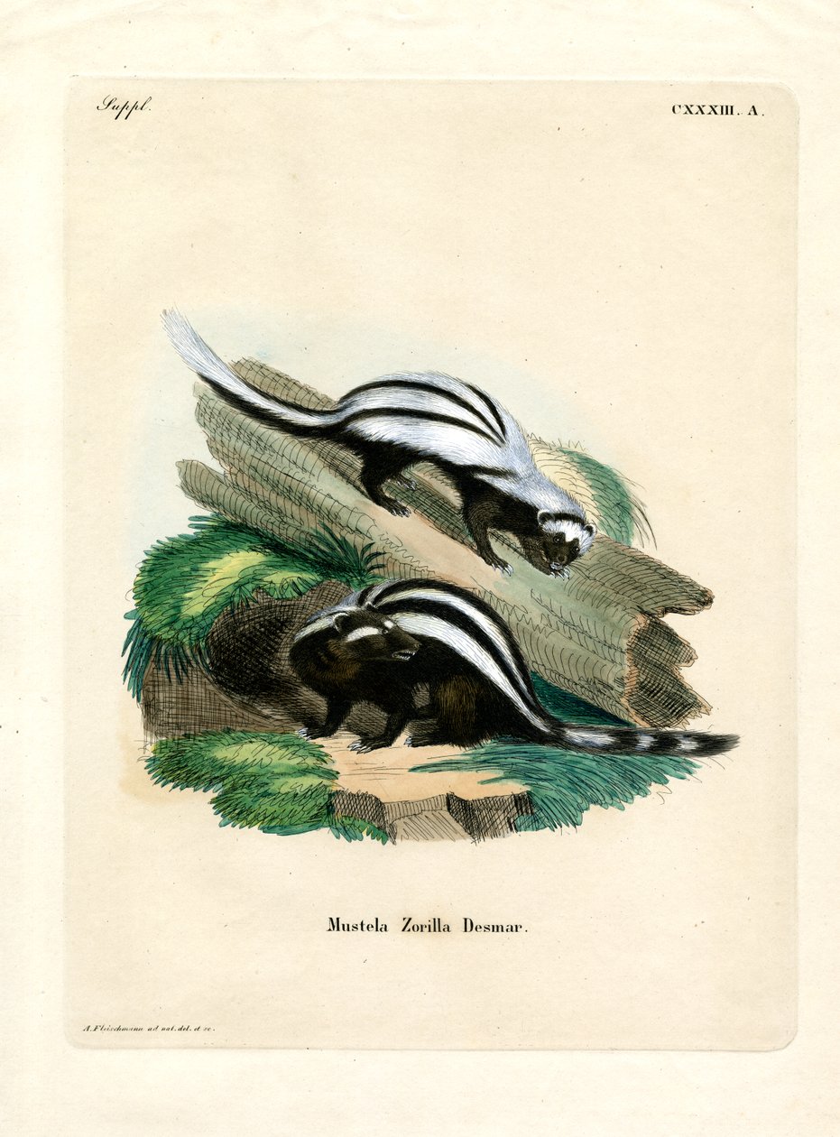 Zorilla (farget gravering) av German School