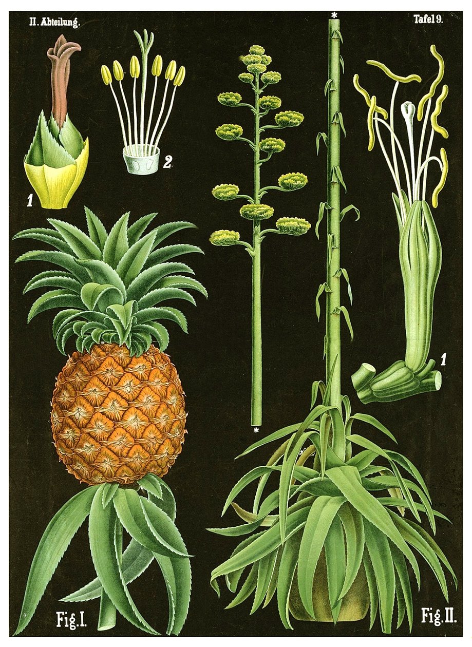 ananas av German School