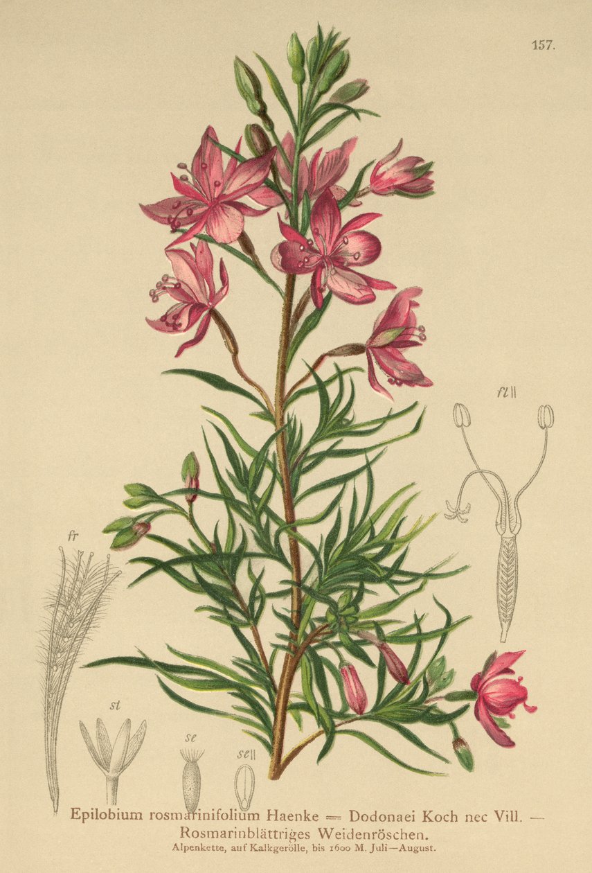 rosmarinbladet pileurt (Epilobium rosmarinifolium, Epilobium Dodonaei) av German School