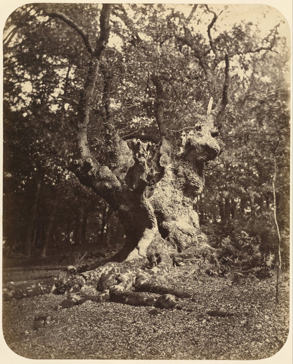(Gnarled Tree) av Gertrude Elizabeth Rogers