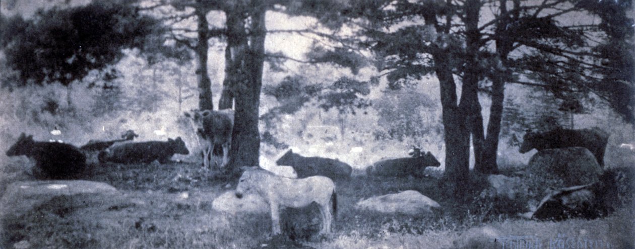 The Pathos of the Jackass av Gertrude Käsebier
