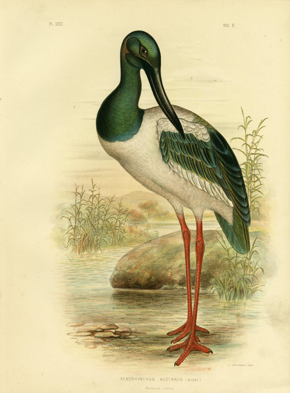 Australsk Jabiru eller svarthalset stork, 1891 av Gracius Broinowski