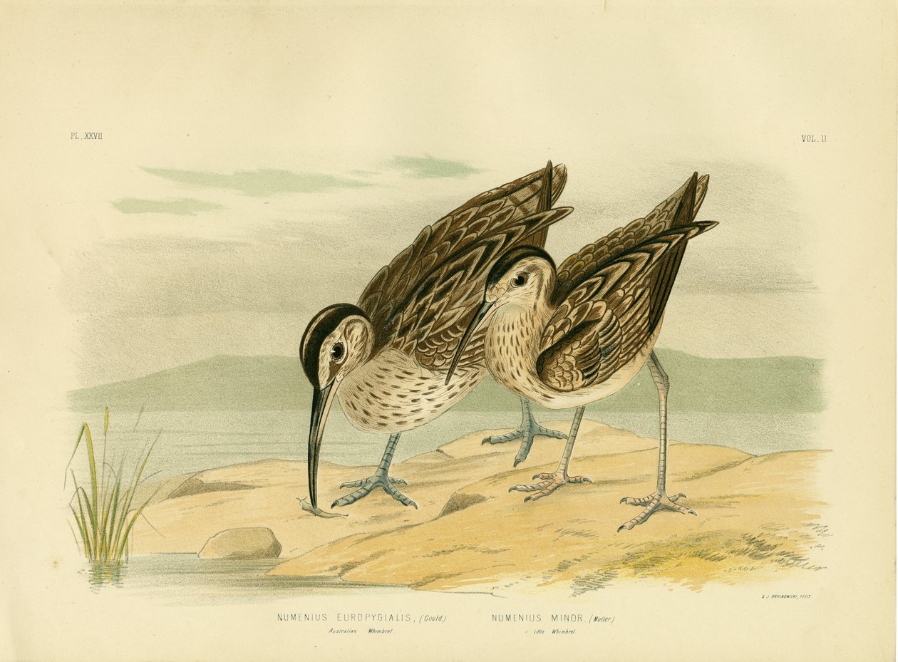 Australian Whimbrel, 1891 av Gracius Broinowski